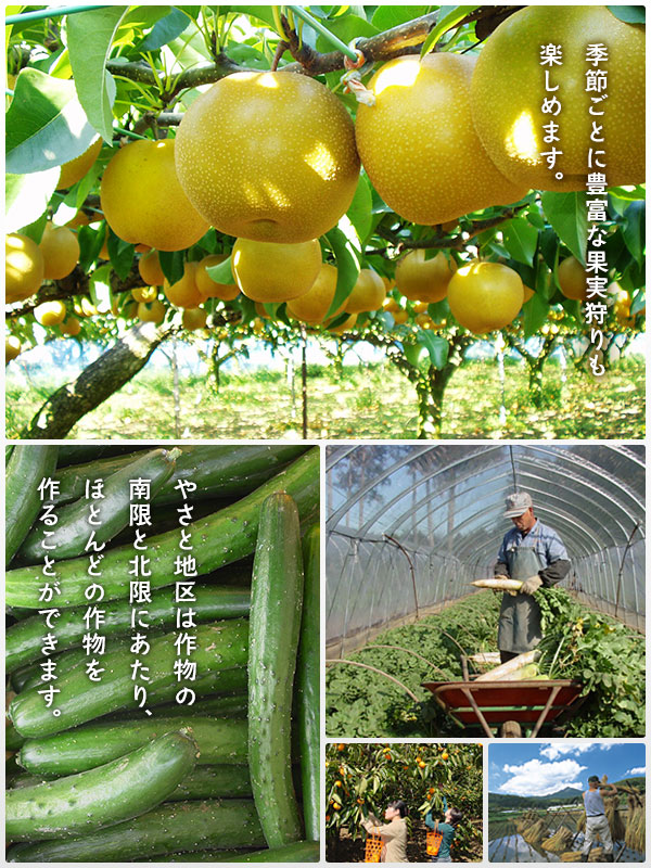 JAやさと [やさと農業協同組合]